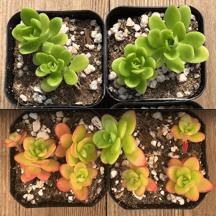 Why Succulent Colors Change