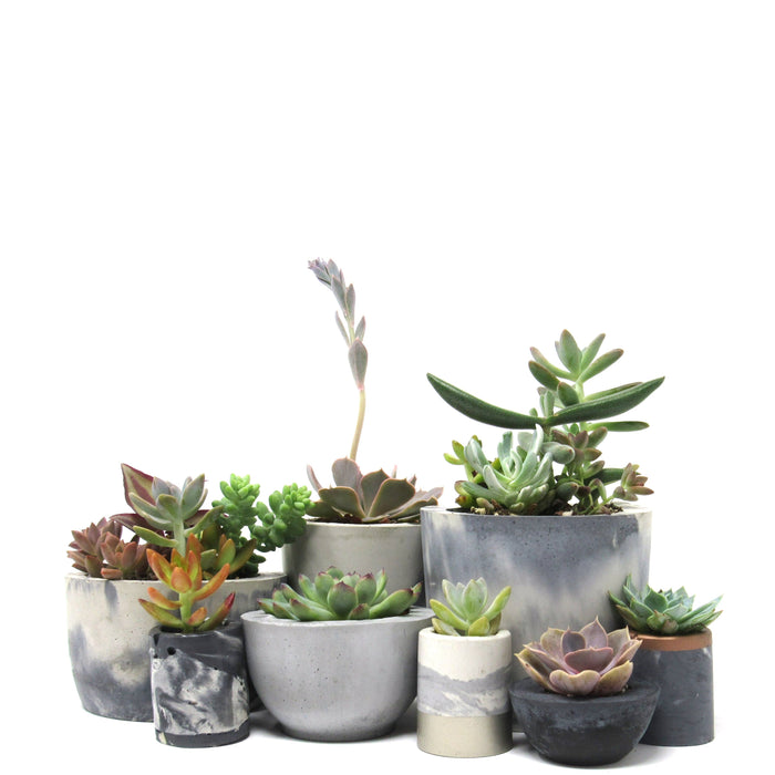 Indoor Cement Succulent Pots