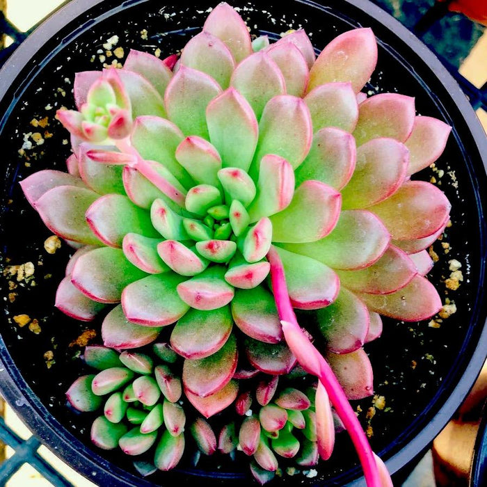 Succulent babies, offsets and offshoots care maintenance tips