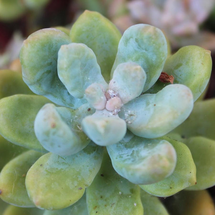 How to Identify, Treat and Kill Mealybugs on Succulents