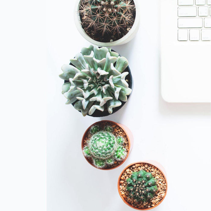 Tips for buying succulents online this winter