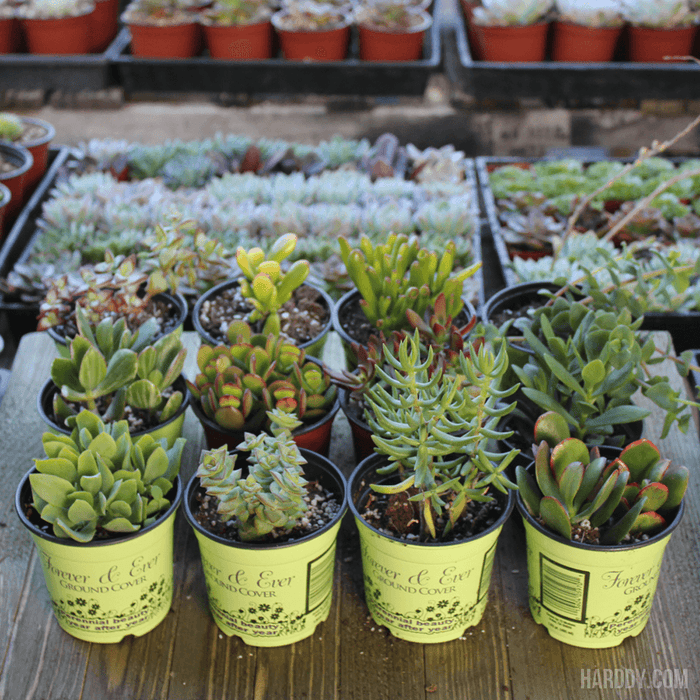 Assorted Crassula - Jade Plants Collection - 4 Inch | Pack | Harddy