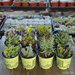 Assorted Crassula - Jade Plants Collection - 4 Inch | Pack | Harddy