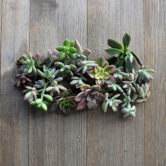 5/10/15/20/30 Assorted Rosette Succulent Cuttings | Pack | Harddy