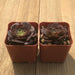 Red Aeonium Velour - Aeonium arboreum Hybrid | Plant | Harddy
