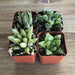 Haworthia Indoor Loving Succulents - Assorted Collection | Pack | Harddy