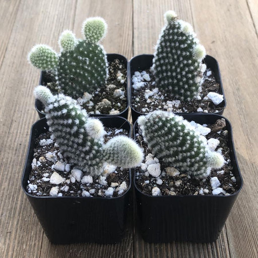 Bunny Ears Cacti - Opuntia Mini Cactus | Pack | Harddy
