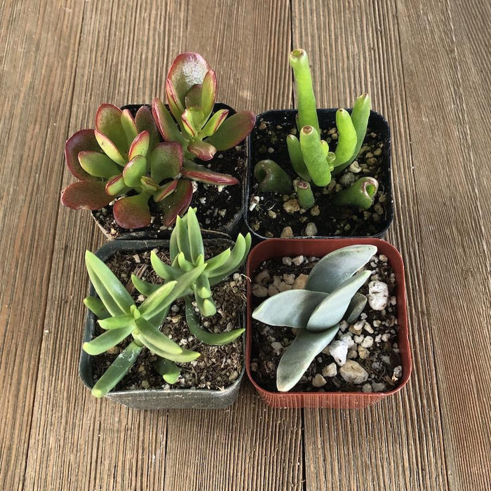 Cute Crassula Succulent Collection | Pack | Harddy