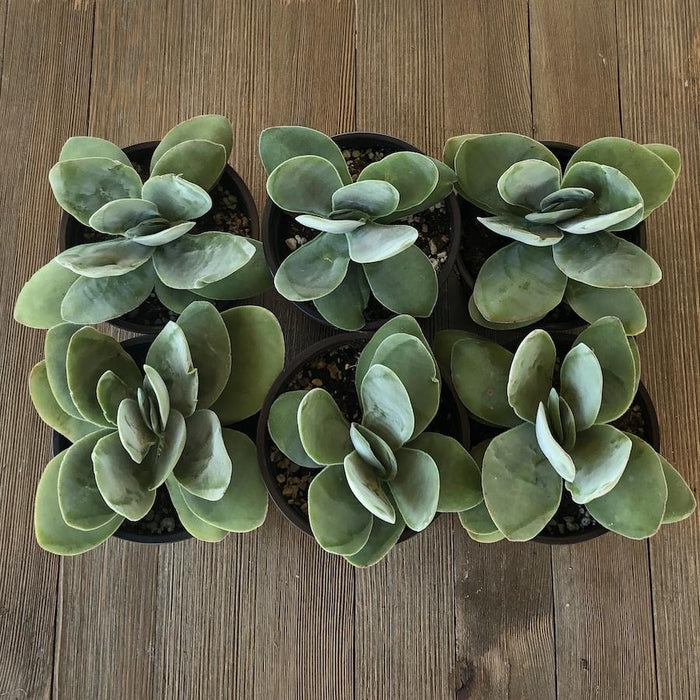 Money Plant - Crassula obvallata - 4 inch | Plant | Harddy