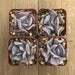 Echeveria Cubic Frost | Plant | Harddy