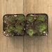 Dragons Blood Sedum - Red Sedum spurium Stonecrop - 2 inch | Plant | Harddy