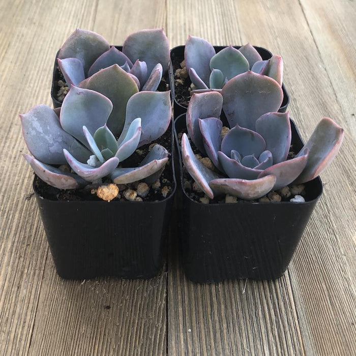 Echeveria Purple Pearl | Plant | Harddy
