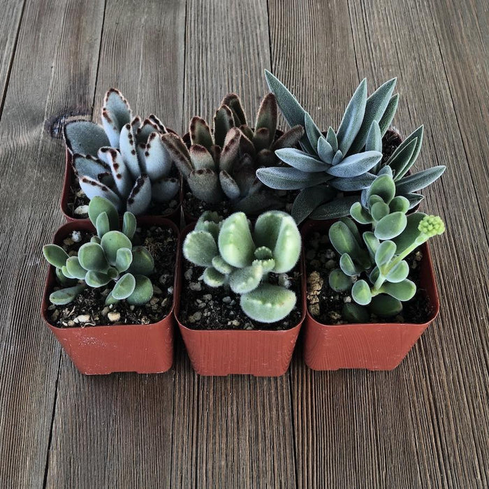 Fuzzy Succulent Assorted Pack - 2 inch | Pack | Harddy