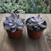 Ghost Plant - Graptopetalum paraguayense - 4 inch | Plant | Harddy