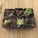 Indoor Succulents - Low Light Office Home Plants | Pack | Harddy