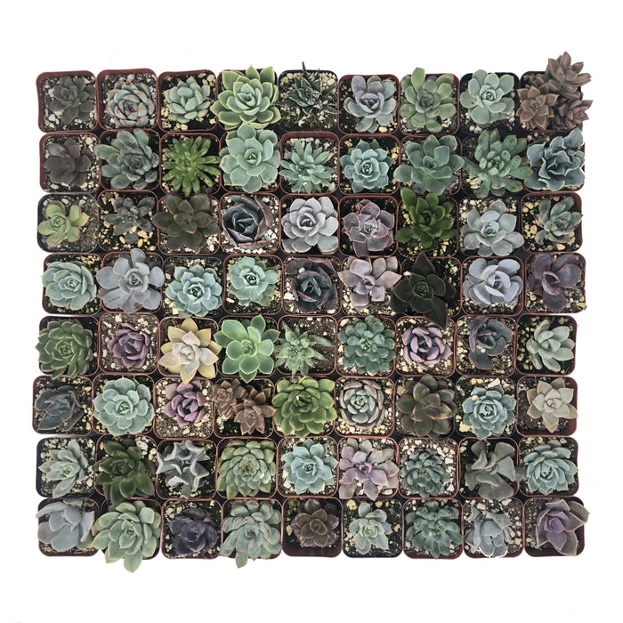 Assorted Rosette 2 inch Succulent Plants | Pack | Harddy