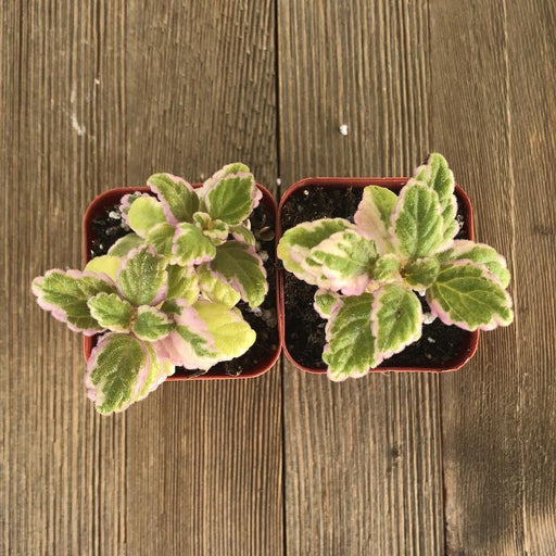 Mint Leaf - Plectranthus Cream and Green - 2 Inch | Plant | Harddy