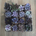 Perfect Purple Succulent Collection | Pack | Harddy