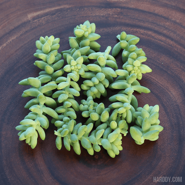 Sedum Burrito - Burro's Tail - Donkey Tail Cuttings Pack | Pack | Harddy