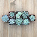 Trendy Mint Succulents | Pack | Harddy