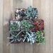 Unusual Succulent Plant Collection | Pack | Harddy