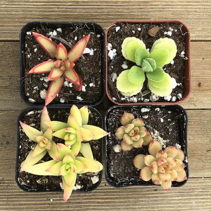 Yellow Cream Succulent Collection | Pack | Harddy