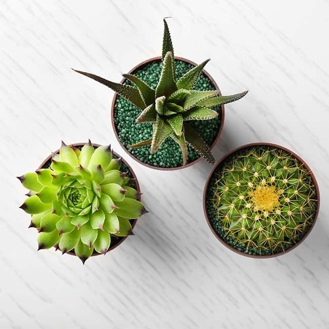 How to Plant Potted Succulents
