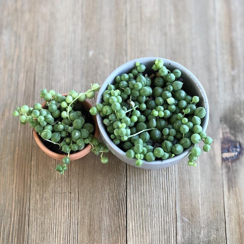 Anyone else have a mature String of Pearls? The strands on mine