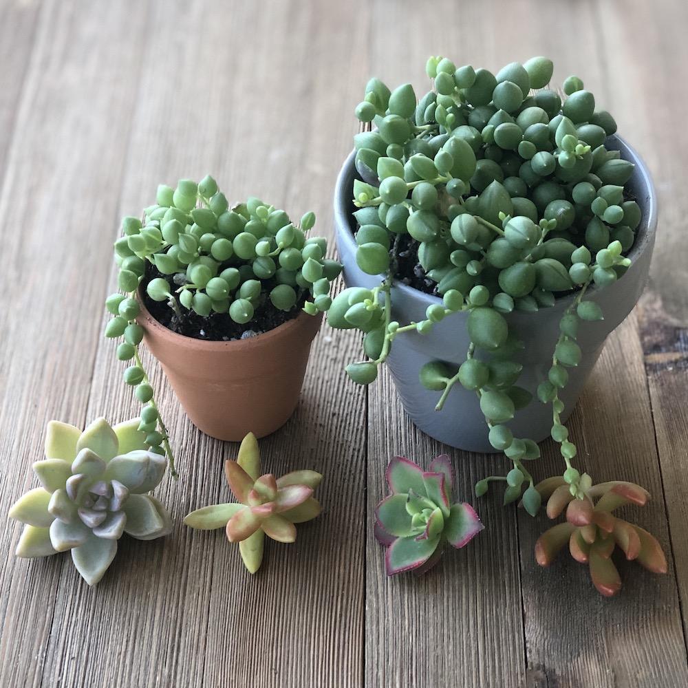String of Tears - Senecio Hanging Succulent | Harddy Succulent and