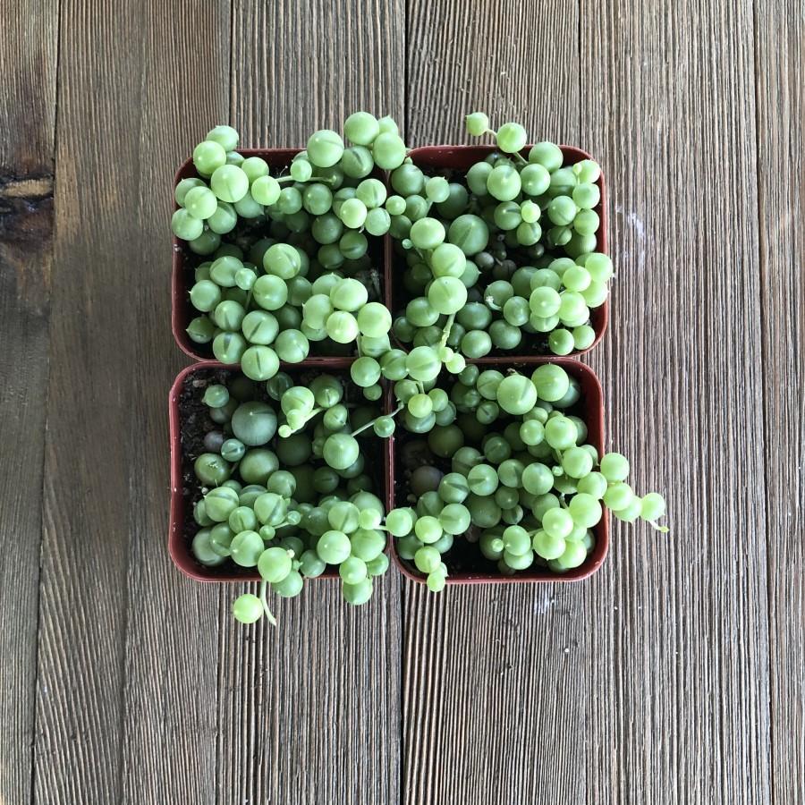 Hardest Succulents to Grow and Care For | Harddy Succulent Care Tips &  Tricks blog