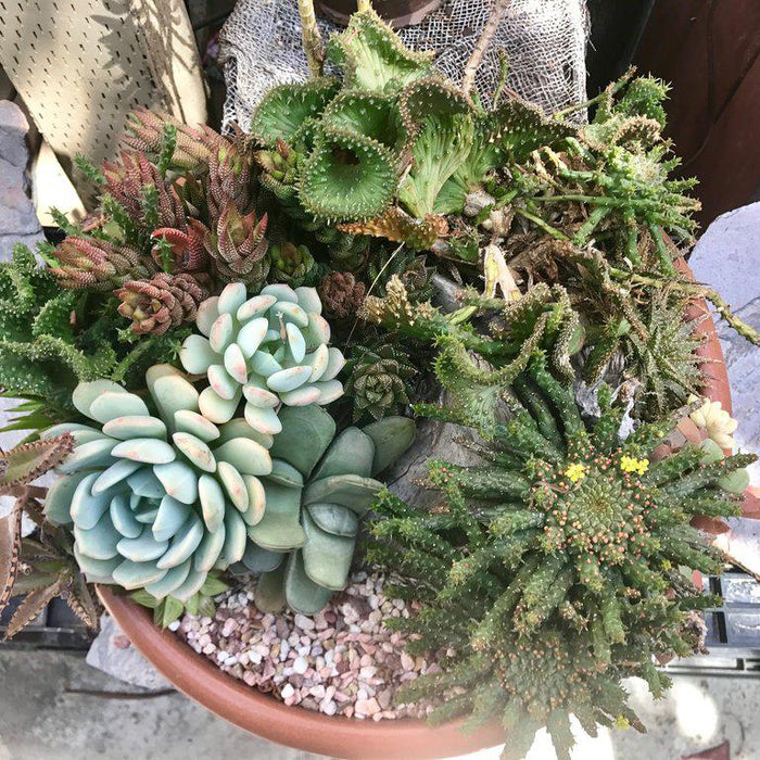 Succulent Dormancy - Everything You Need to Know