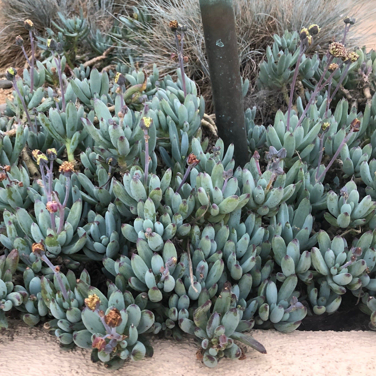 Best Succulent Ground Covers for your Garden | Harddy Frequently Asked  Succulent & Cactus Questions blog