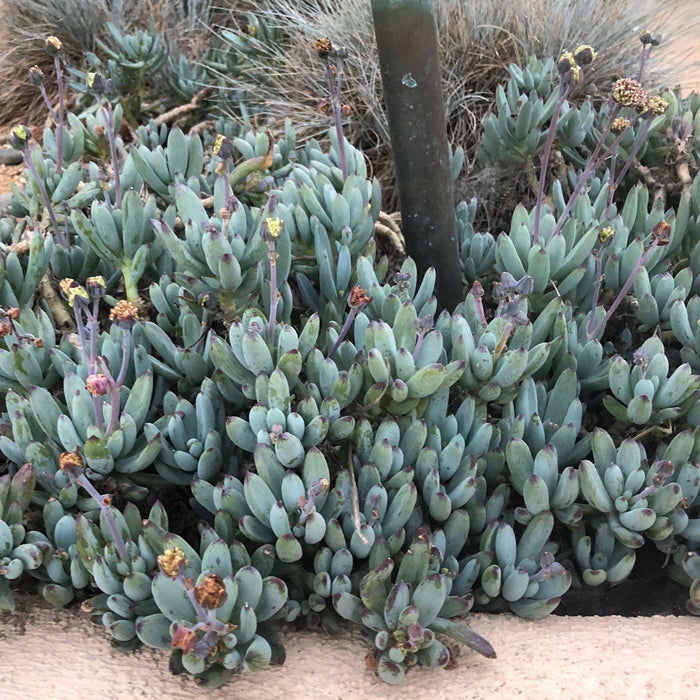 Succulent Ground Covers