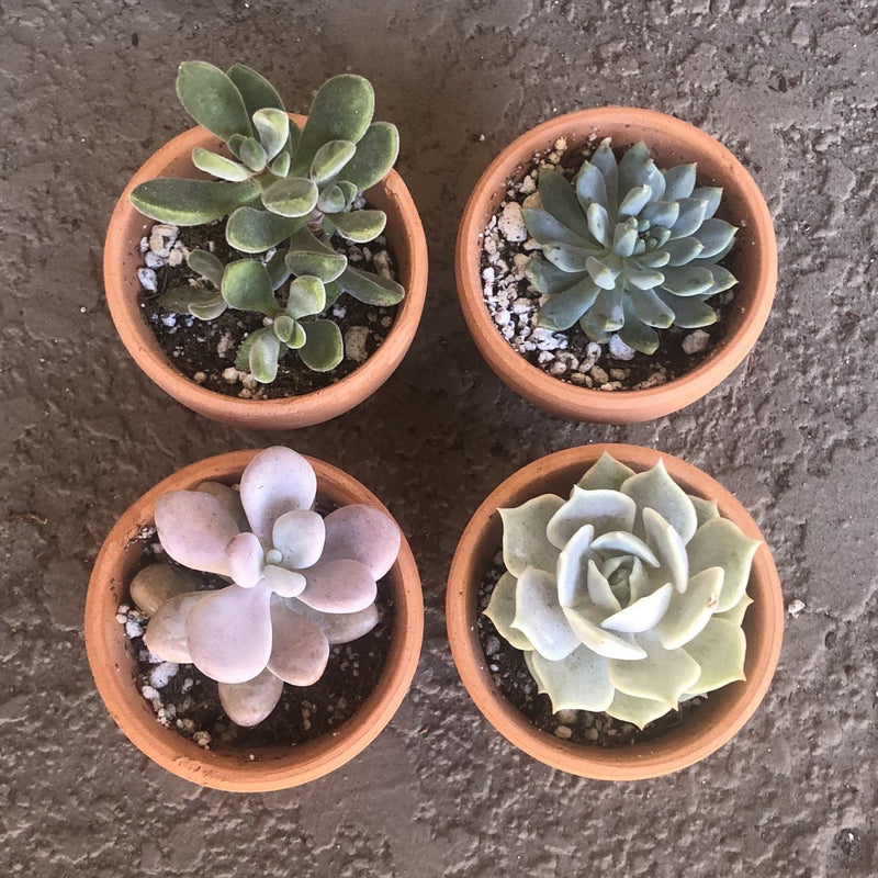 Succulent Growth Rate 30 Days Summer | Harddy Frequently Asked Succulent &  Cactus Questions blog