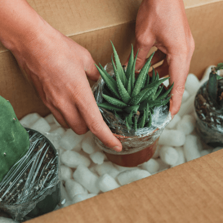 Moving Succulent Plants to New Address