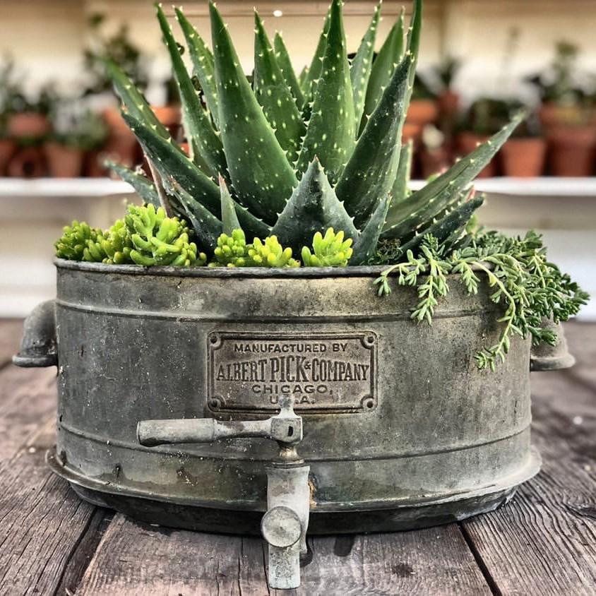 Should Succulents Be Inside or Outside? | Harddy Frequently Asked Succulent  & Cactus Questions blog