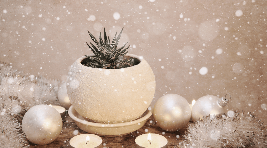 Prepare for the Winter with Your Succulents