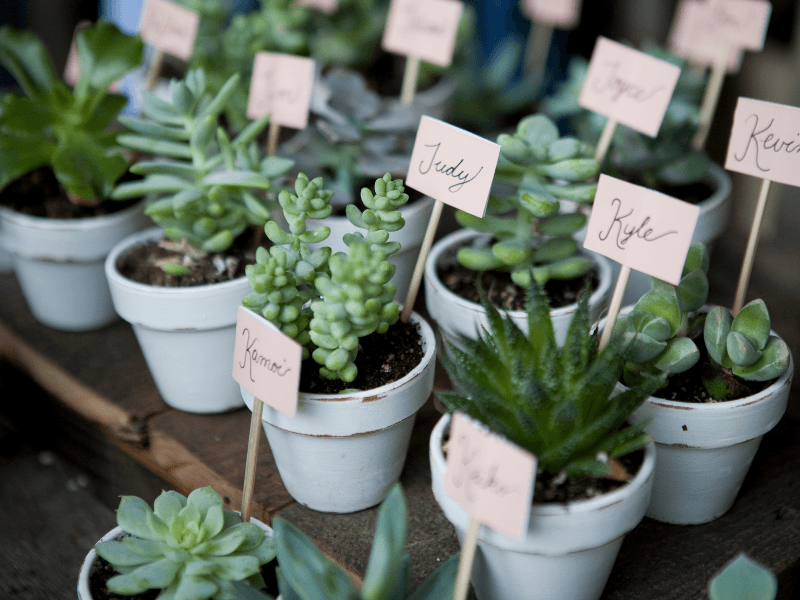 Pros of Using Succulents for Decor at Weddings