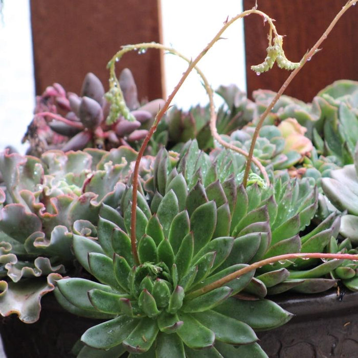 Rainy Weather and Succulents - 5 Things to do After it Rains