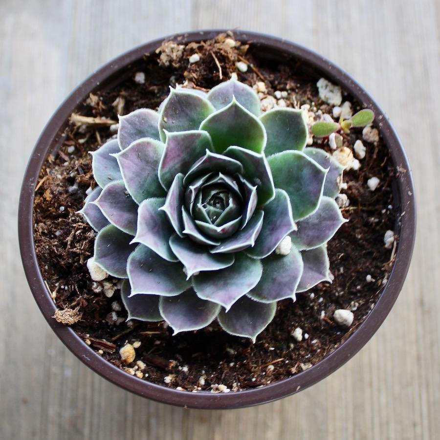 What Temperature is Too Cold for Succulents? | Harddy Frequently Asked  Succulent & Cactus Questions blog