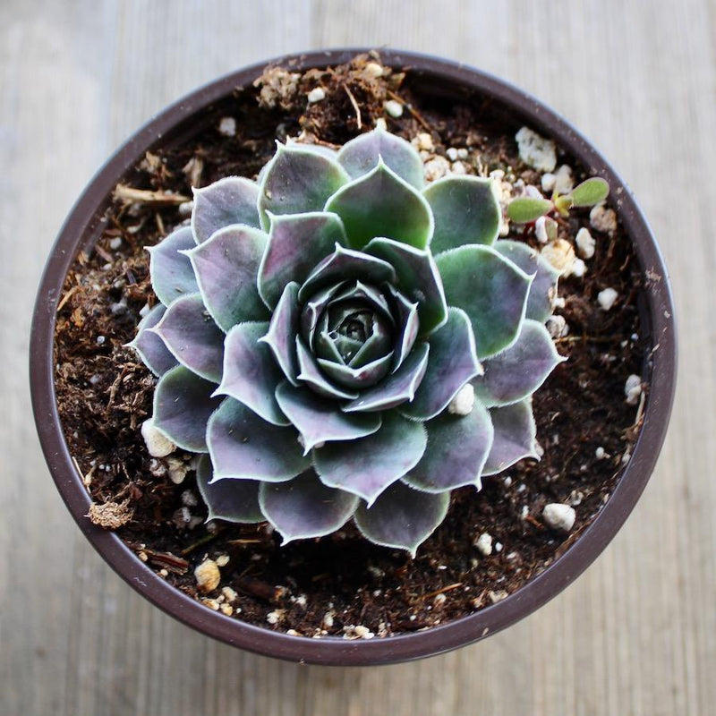 glazed ceramic plant pots LAMDAWN Cute Ceramic Succulent Garden Pots, Planter with Drainage and main image 1