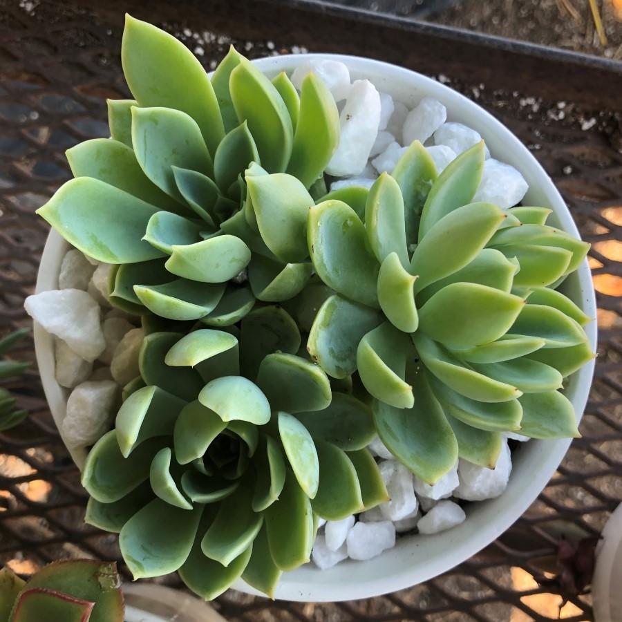 What's the Perfect Pot Size for Succulents?