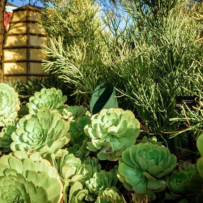 Happiest Succulents On Earth, Disney’s Environmental Stewardship