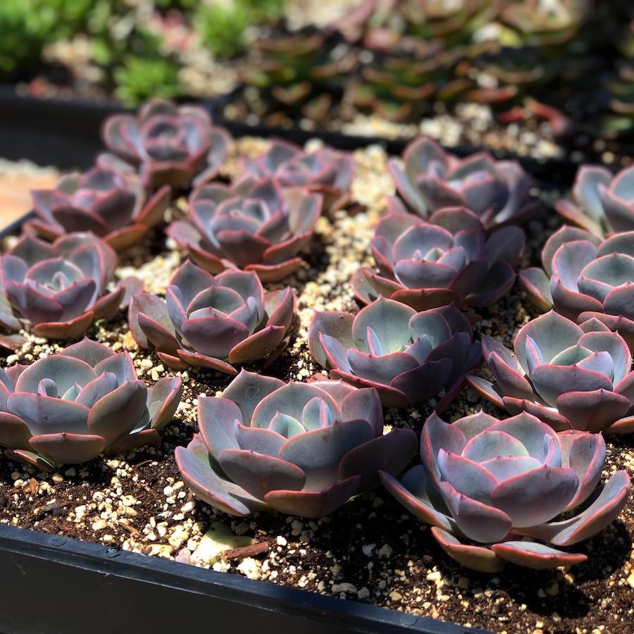 pink ice plant succulent Pink Ice Plant Sandstone Vygie Succulent