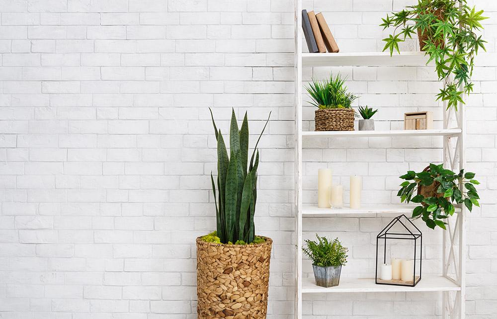 The Amazing Benefits of Succulents in Your Apartment