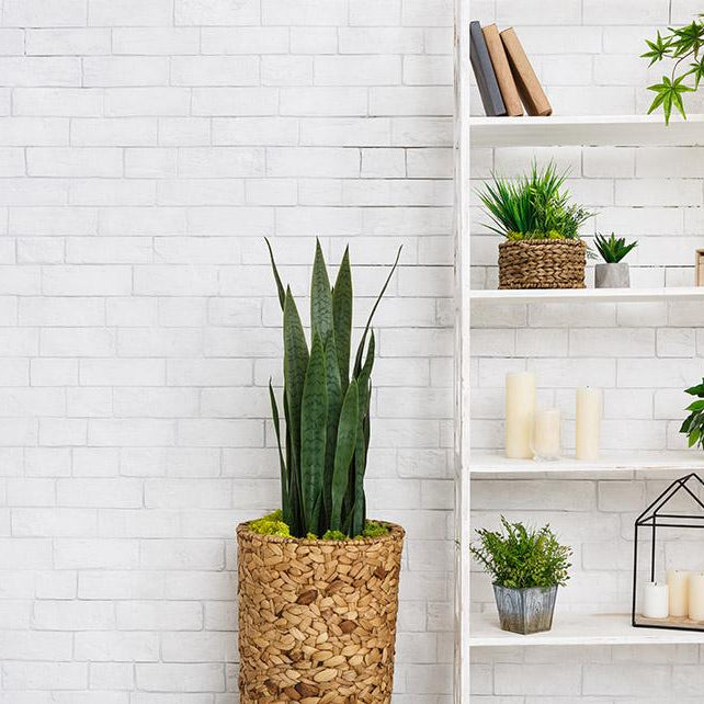 The Amazing Benefits of Succulents in Your Apartment