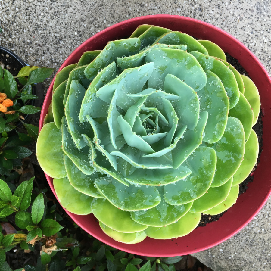 How Often Should I Water my Succulents? - Spring and Summer
