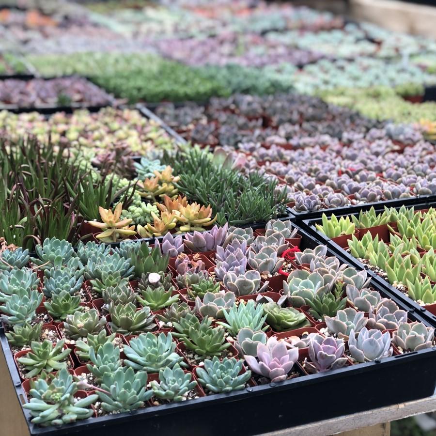 Where do Succulents Naturally Grow? | Harddy Frequently Asked Succulent &  Cactus Questions blog