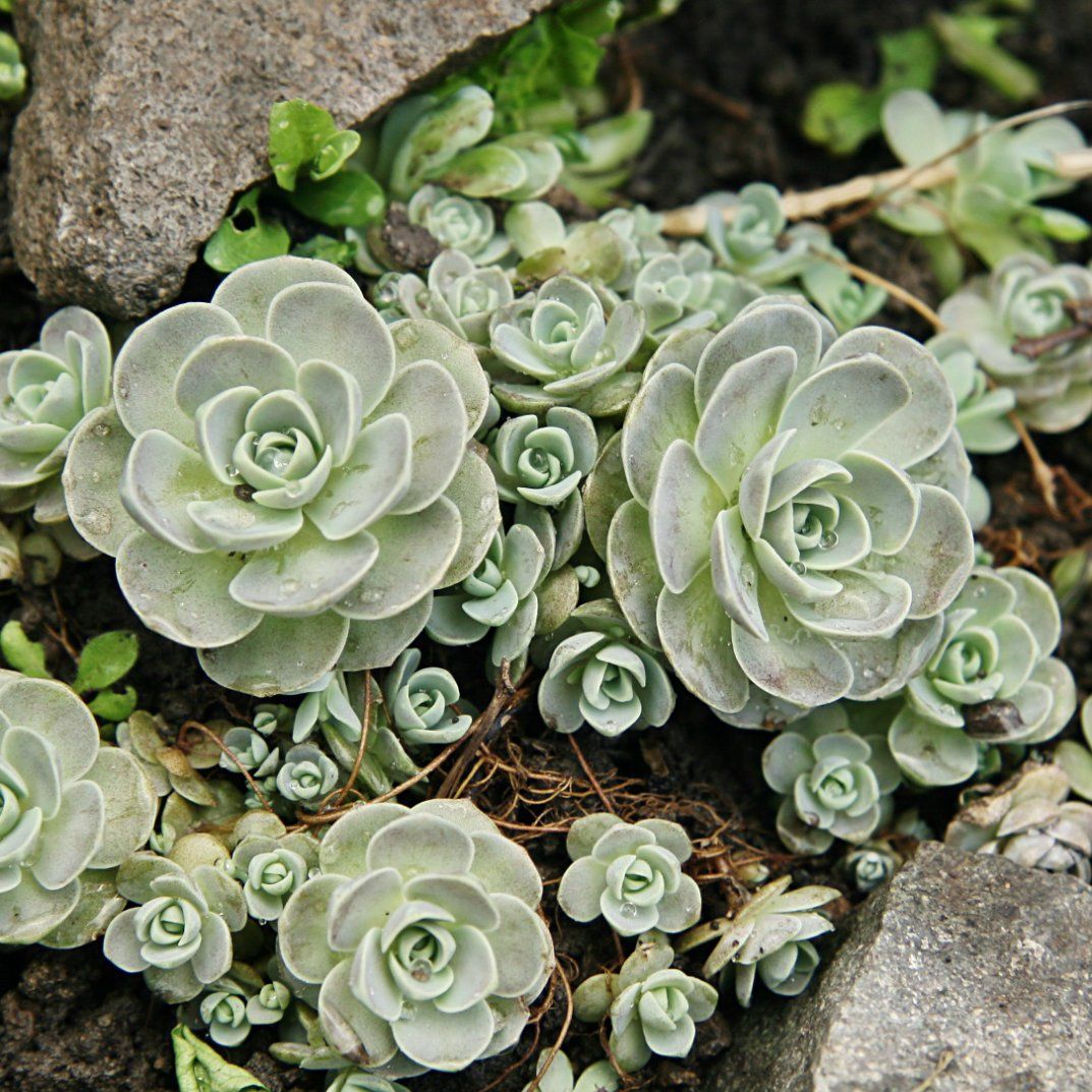 Cold Hardy Succulents | Harddy Succulent and Cactus Spotlight blog
