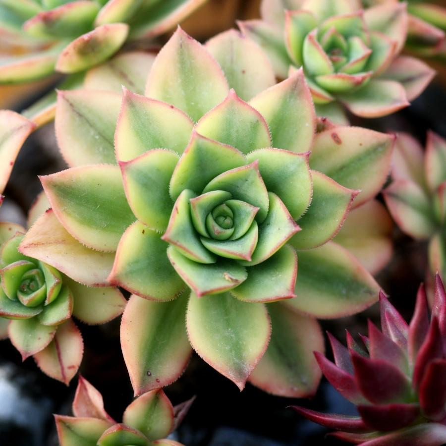Adorable Mini Succulents: Uses and Care Tips